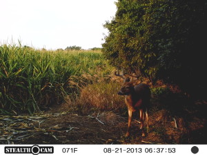 trail cam set up in missouri woods